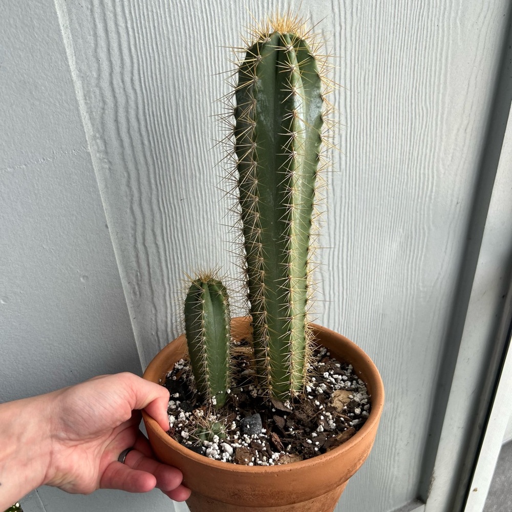 Pilosocereus Blue Torch Cactus